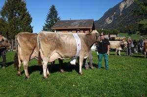 k-7Sieger Schwesterncup